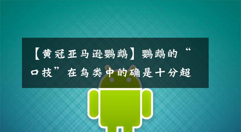 【黄冠亚马逊鹦鹉】鹦鹉的“口技”在鸟类中的确是十分超群的，太赞了