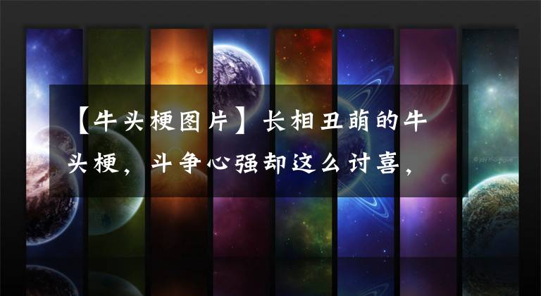 【牛头梗图片】长相丑萌的牛头梗，斗争心强却这么讨喜，那它适合家养吗