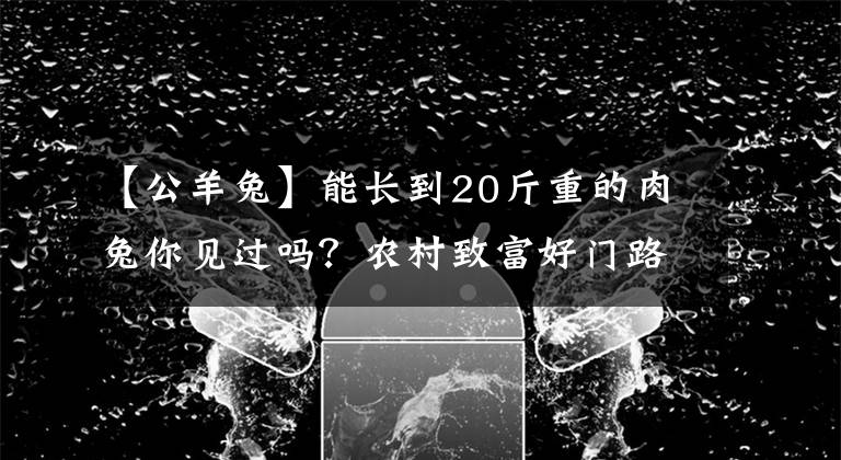 【公羊兔】能长到20斤重的肉兔你见过吗？农村致富好门路！