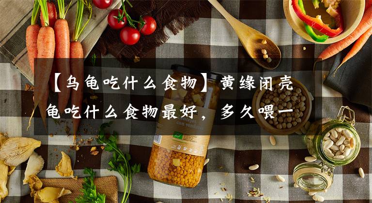 【乌龟吃什么食物】黄缘闭壳龟吃什么食物最好，多久喂一次「龟谷鳖老」