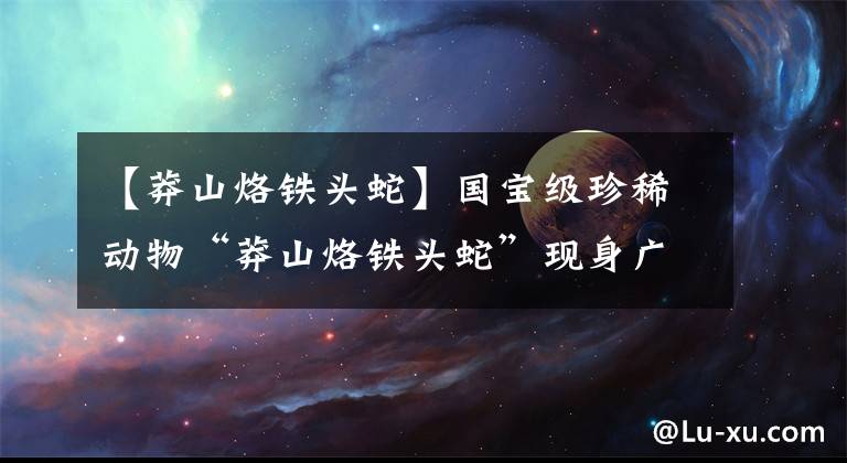 【莽山烙铁头蛇】国宝级珍稀动物“莽山烙铁头蛇”现身广东南岭