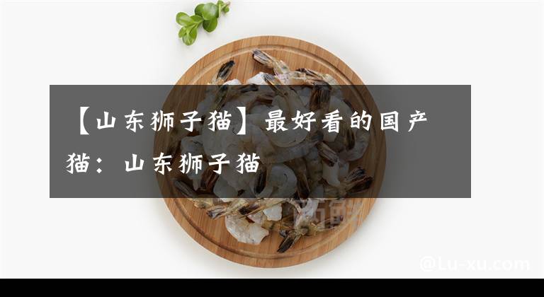【山东狮子猫】最好看的国产猫：山东狮子猫