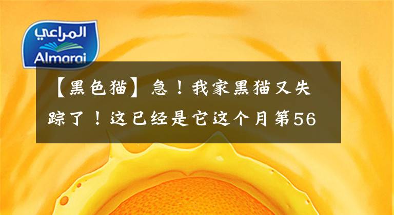 【黑色猫】急！我家黑猫又失踪了！这已经是它这个月第56次消失