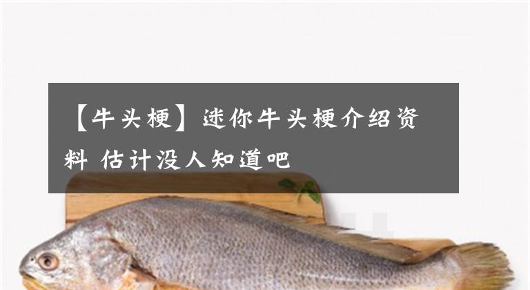 【牛头梗】迷你牛头梗介绍资料 估计没人知道吧