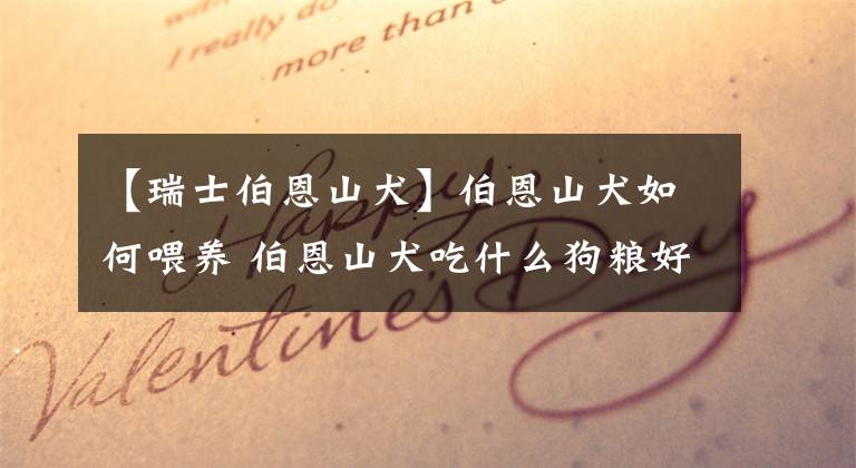 【瑞士伯恩山犬】伯恩山犬如何喂养 伯恩山犬吃什么狗粮好