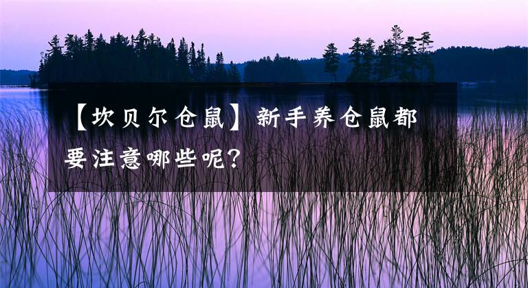 【坎贝尔仓鼠】新手养仓鼠都要注意哪些呢？