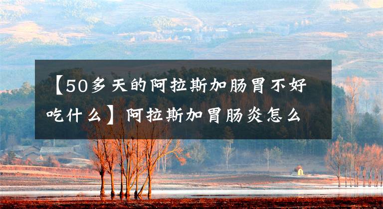 【50多天的阿拉斯加肠胃不好吃什么】阿拉斯加胃肠炎怎么办？阿拉斯加肠胃怎么调节？