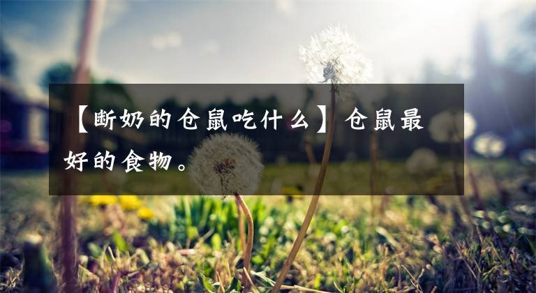 【断奶的仓鼠吃什么】仓鼠最好的食物。
