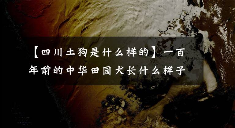 【四川土狗是什么样的】一百年前的中华田园犬长什么样子？一组珍贵的老照片告诉你