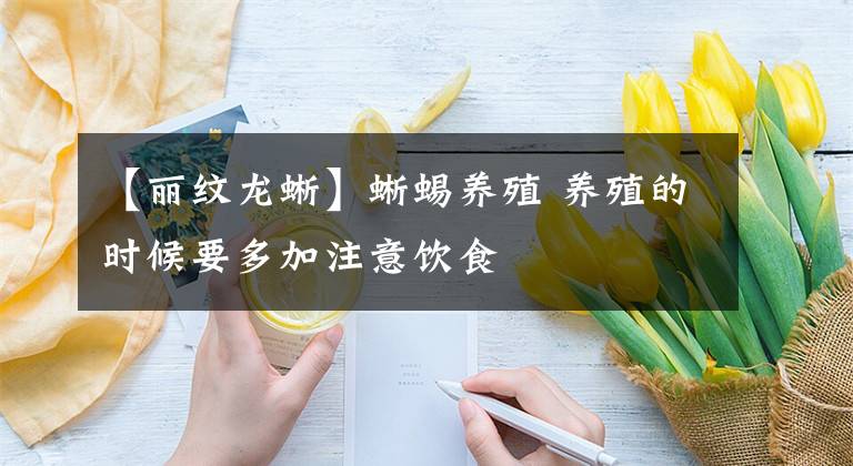 【丽纹龙蜥】蜥蜴养殖 养殖的时候要多加注意饮食