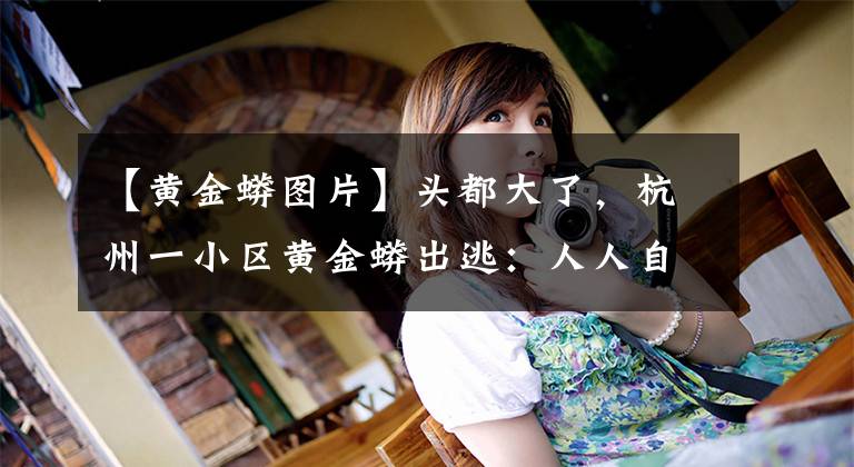 【黄金蟒图片】头都大了，杭州一小区黄金蟒出逃：人人自危！蟒蛇究竟怕什么？