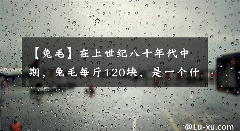 【兔毛】在上世纪八十年代中期，兔毛每斤120块，是一个什么概念？