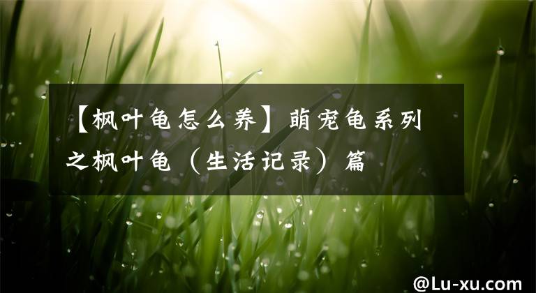 【枫叶龟怎么养】萌宠龟系列之枫叶龟（生活记录）篇