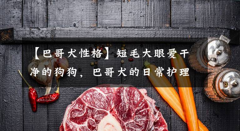 【巴哥犬性格】短毛大眼爱干净的狗狗，巴哥犬的日常护理怎么做？