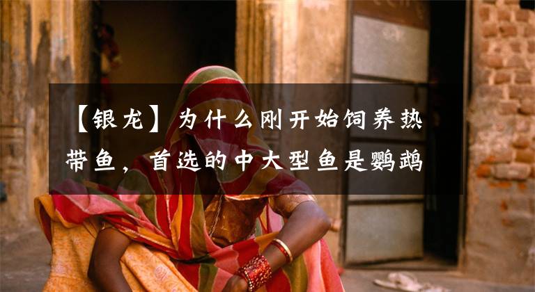 【银龙】为什么刚开始饲养热带鱼，首选的中大型鱼是鹦鹉、地图和银龙？