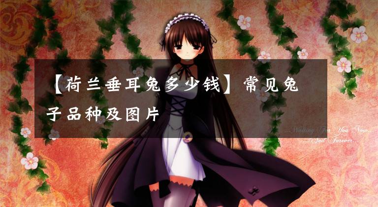 【荷兰垂耳兔多少钱】常见兔子品种及图片