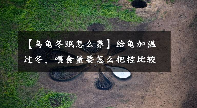 【乌龟冬眠怎么养】给龟加温过冬，喂食量要怎么把控比较好？