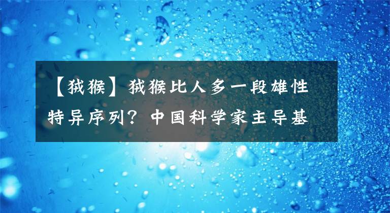 【狨猴】狨猴比人多一段雄性特异序列？中国科学家主导基因测序新模式