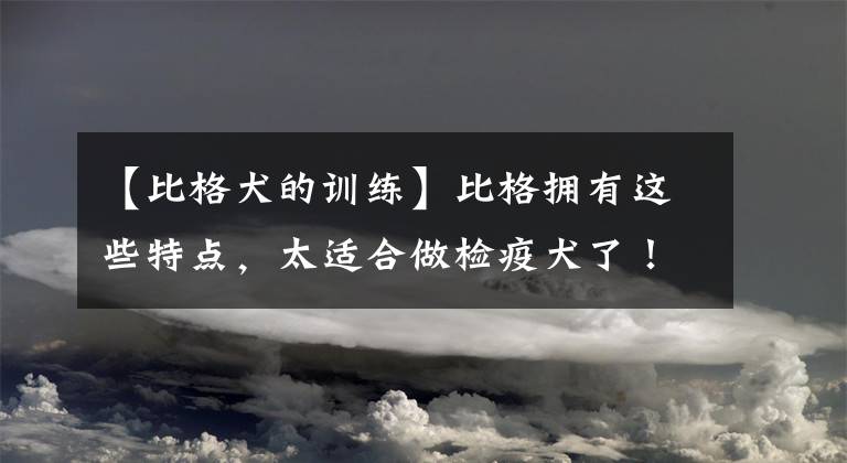 【比格犬的训练】比格拥有这些特点，太适合做检疫犬了！主人都感到骄傲