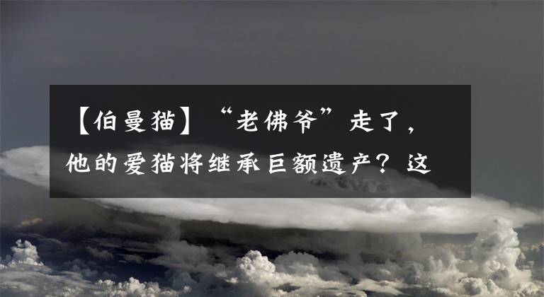 【伯曼猫】“老佛爷”走了，他的爱猫将继承巨额遗产？这只喵星人的生活“秒杀”王思聪的狗