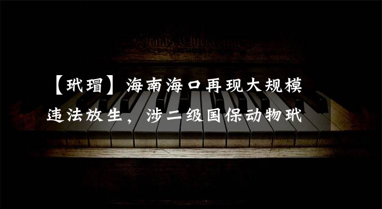 【玳瑁】海南海口再现大规模违法放生，涉二级国保动物玳瑁当地正调查