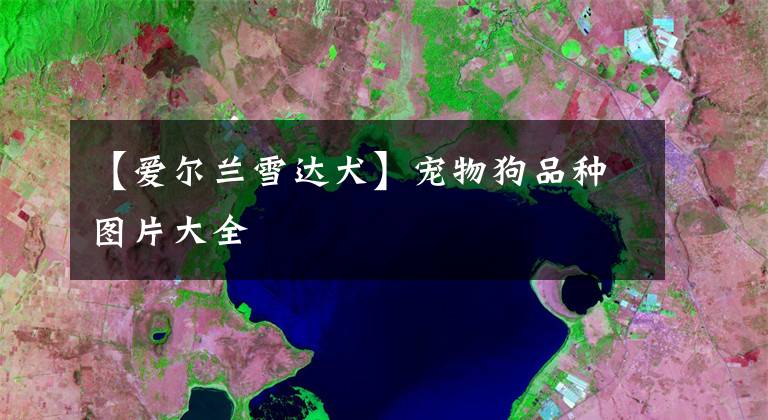 【爱尔兰雪达犬】宠物狗品种图片大全
