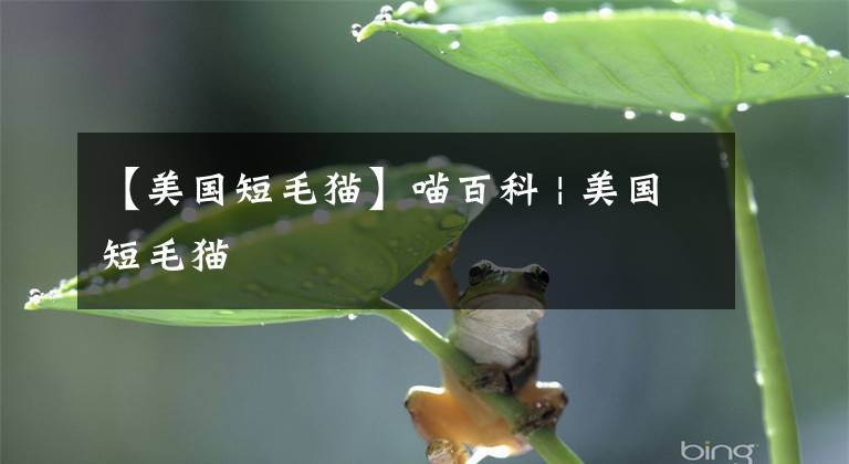 【美国短毛猫】喵百科 | 美国短毛猫
