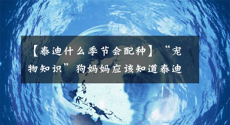 【泰迪什么季节会配种】“宠物知识”狗妈妈应该知道泰迪配种知识。