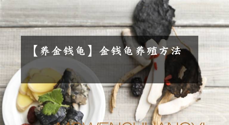 【养金钱龟】金钱龟养殖方法
