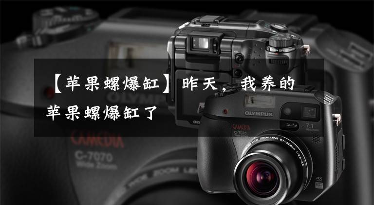 【苹果螺爆缸】昨天，我养的苹果螺爆缸了