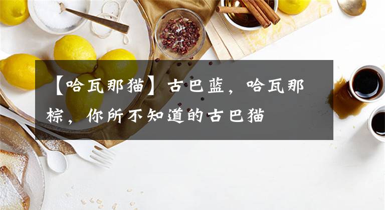 【哈瓦那猫】古巴蓝，哈瓦那棕，你所不知道的古巴猫