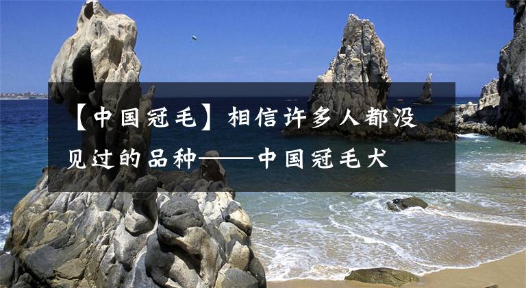 【中国冠毛】相信许多人都没见过的品种——中国冠毛犬