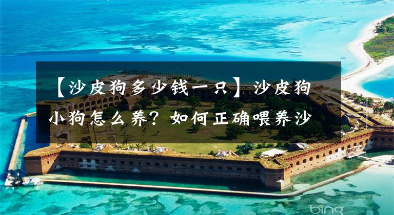 【沙皮狗多少钱一只】沙皮狗小狗怎么养？如何正确喂养沙皮小狗？