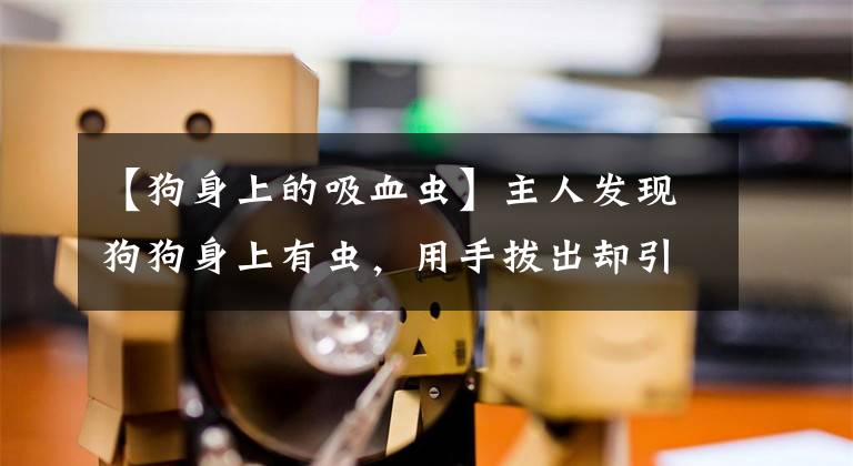 【狗身上的吸血虫】主人发现狗狗身上有虫，用手拔出却引发感染？别把驱虫不当回事
