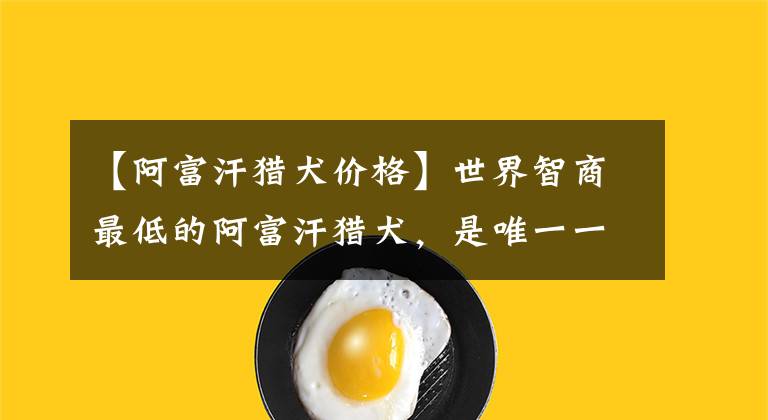 【阿富汗猎犬价格】世界智商最低的阿富汗猎犬，是唯一一种可以进入五星级酒店的犬种