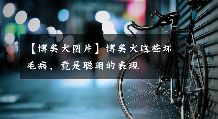 【博美犬图片】博美犬这些坏毛病，竟是聪明的表现