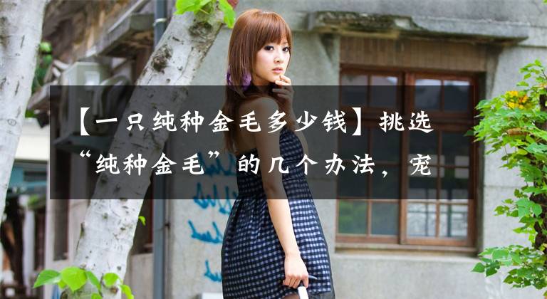 【一只纯种金毛多少钱】挑选“纯种金毛”的几个办法，宠物店老板绝不会告诉你