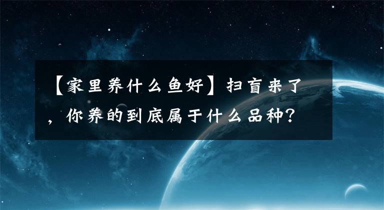 【家里养什么鱼好】扫盲来了，你养的到底属于什么品种？