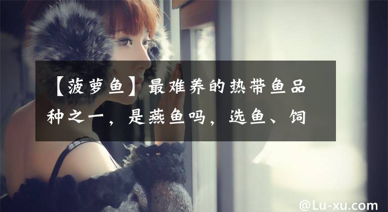 【菠萝鱼】最难养的热带鱼品种之一，是燕鱼吗，选鱼、饲养难点在哪里？