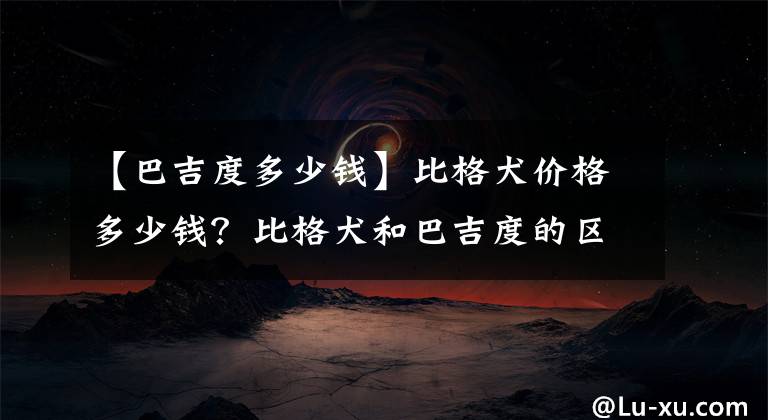 【巴吉度多少钱】比格犬价格多少钱？比格犬和巴吉度的区别？
