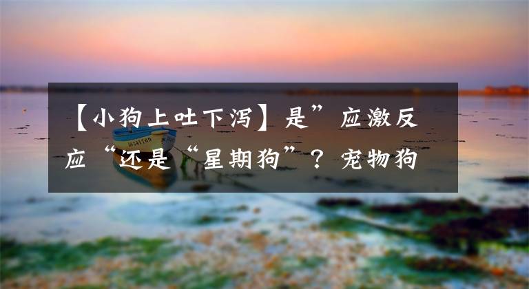 【小狗上吐下泻】是”应激反应“还是“星期狗”？宠物狗买回次日上吐下泻不止
