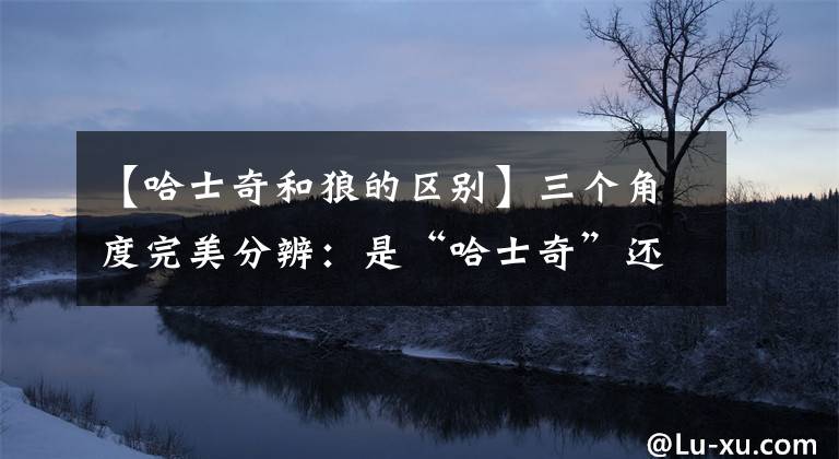 【哈士奇和狼的区别】三个角度完美分辨：是“哈士奇”还是“狼”