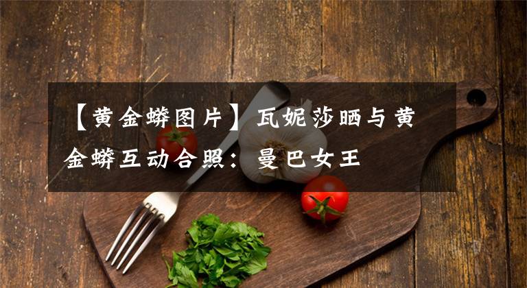 【黄金蟒图片】瓦妮莎晒与黄金蟒互动合照：曼巴女王