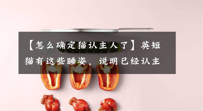 【怎么确定猫认主人了】英短猫有这些睡姿，说明已经认主了