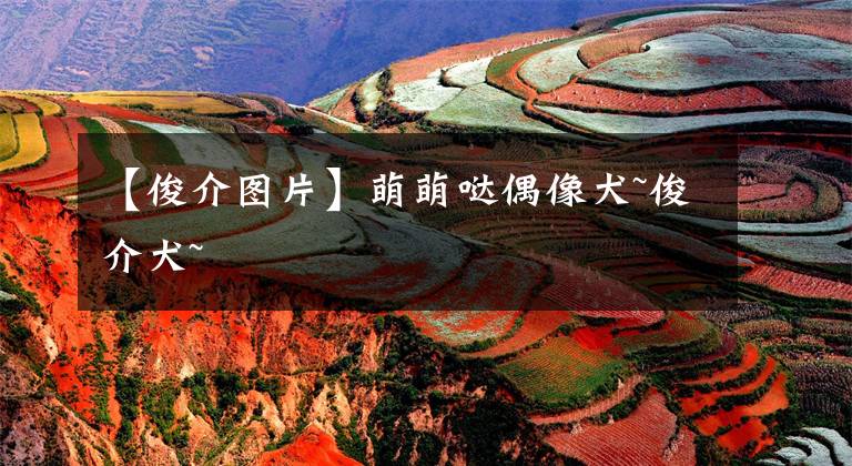 【俊介图片】萌萌哒偶像犬~俊介犬~