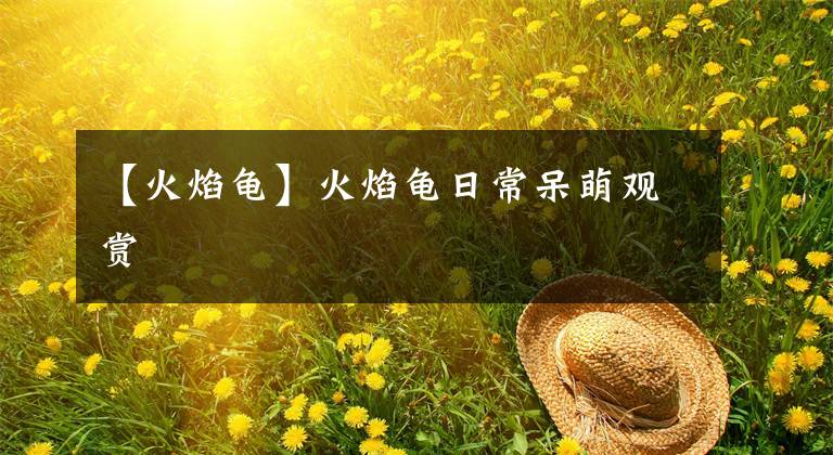 【火焰龟】火焰龟日常呆萌观赏