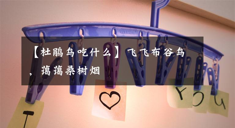 【杜鹃鸟吃什么】飞飞布谷鸟，蔼蔼桑树烟