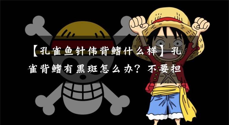 【孔雀鱼针伟背鳍什么样】孔雀背鳍有黑斑怎么办？不要担心。这只是孔雀语混杂后的表现。