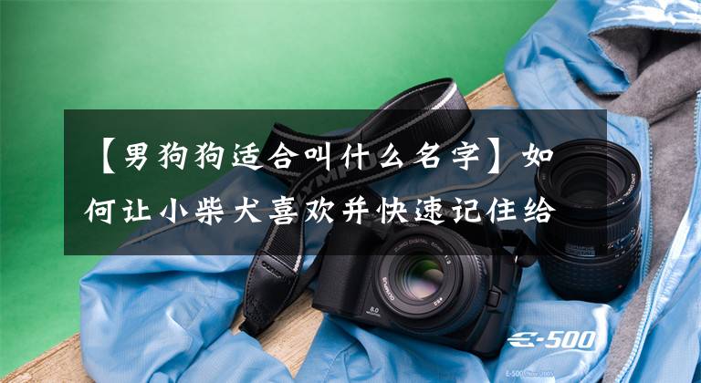【男狗狗适合叫什么名字】如何让小柴犬喜欢并快速记住给它取的名字？