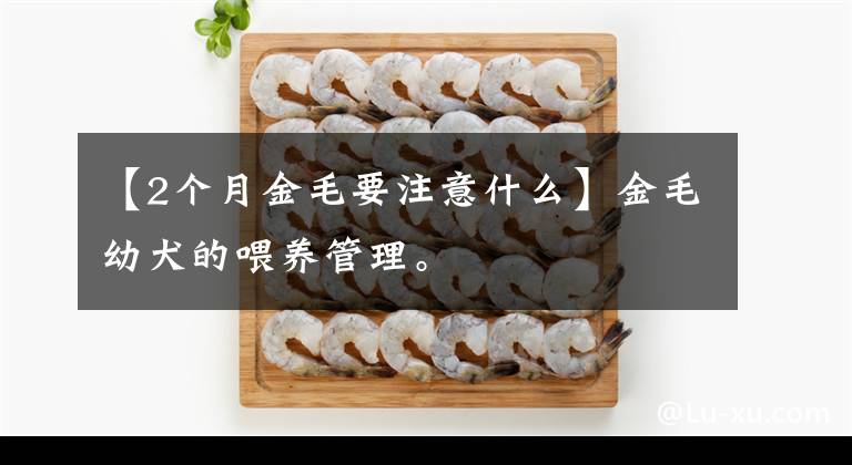 【2个月金毛要注意什么】金毛幼犬的喂养管理。